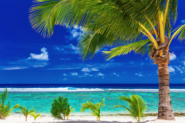 Single palm tree on the beach overlooking green lagoon