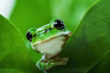 Cute little green frog peeking out from behind the leaves