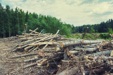Big pile of logs in forest. Selective focus