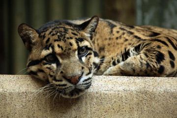 Clouded leopard (Neofelis nebulosa).