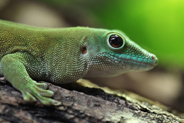 Koch's giant day gecko (Phelsuma madagascariensis kochi).