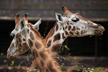 Obraz premium Rothschild's giraffe (Giraffa camelopardalis rothschildi).
