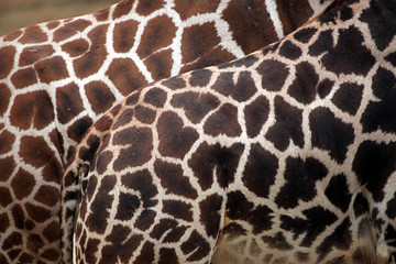 Rothschild's giraffe (Giraffa camelopardalis rothschildi) skin t