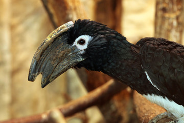 Trumpeter hornbill (Bycanistes bucinator).