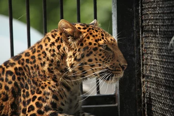 Gardinen North-Chinese leopard (Panthera pardus japonensis). © Vladimir Wrangel