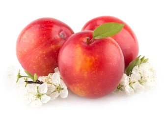 red plums on white background