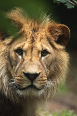 Fototapeta premium Barbary lion (Panthera leo leo), also known as the Atlas lion.
