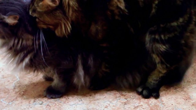 Two Maine coon having love cats.