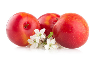 red plums on white background