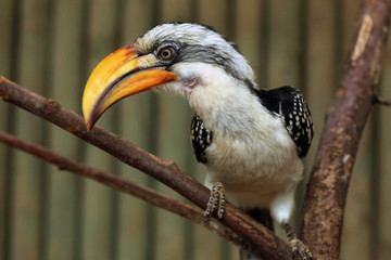 Eastern yellow-billed hornbill (Tockus flavirostris).