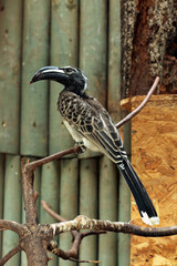 African grey hornbill (Tockus nasutus).