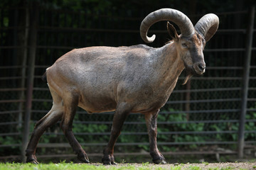 East Caucasian tur (Capra caucasica cylindricornis).