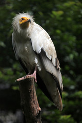 Egyptian vulture (Neophron percnopterus).