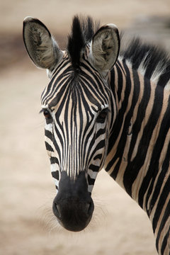 Fototapeta Chapman's zebra (Equus quagga chapmani).