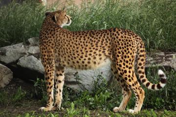 Cheetah (Acinonyx jubatus).