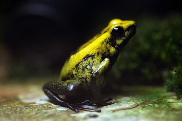 Golden poison frog (Phyllobates terribilis).