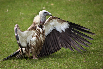 Himalayan vulture (Gyps himalayensis).