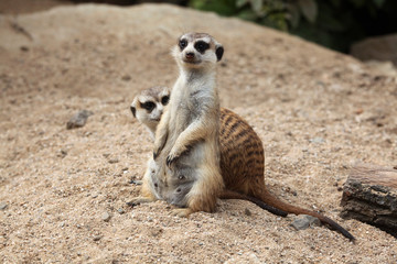 Meerkat (Suricata suricatta), also known as the suricate.