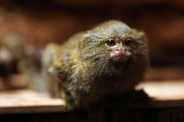 Pygmy marmoset (Cebuella pygmaea).