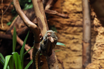 Pygmy marmoset (Cebuella pygmaea).