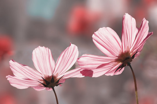 Zwei rosa Cosmea-Bl&uuml;ten, warmer Rosaton