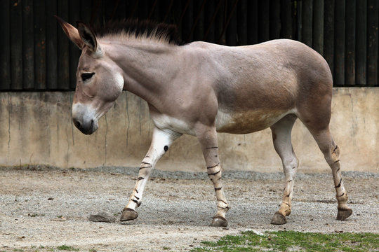 Somali wild ass (Equus africanus somaliensis).