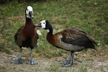 White-faced whistling duck (Dendrocygna viduata).