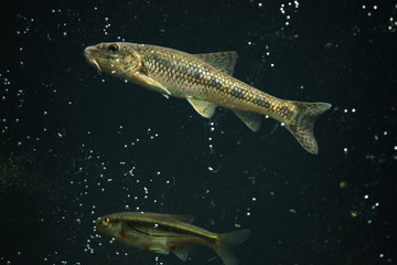 Fototapeta premium Gudgeon (Gobio gobio) and spirlin (Alburnoides bipunctatus).