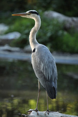 Great blue heron (Ardea herodias)