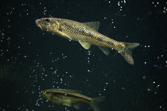Gudgeon (Gobio gobio) and spirlin (Alburnoides bipunctatus).