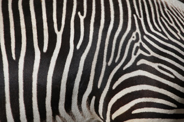 Naklejka na ściany i meble Grevy's zebra (Equus grevyi), also known as the imperial zebra.