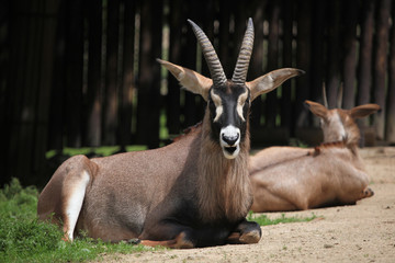 Roan antelope (Hippotragus equinus).