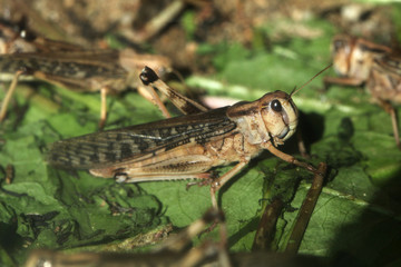 Desert locust (Schistocerca gregaria).
