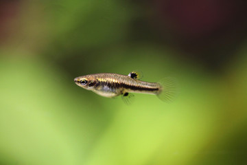 Naklejka premium Mosquito fish (Heterandria formosa), also known as the least kil