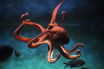 Fotobehang Gewone octopus (Octopus vulgaris). © Vladimir Wrangel