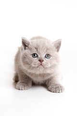 Fototapeta premium Fluffy gray kitten looking up (isolated on white)