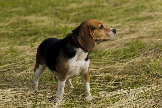 Barking dog breed Beagle.