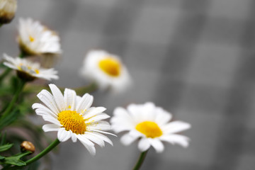 Obraz premium White daisies meadow.