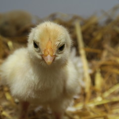 cute chicks