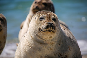 Kegelrobbe am Strand von Helgoland