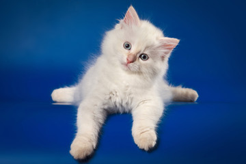 White Siberian cat lies and looks into the camera on a blue background