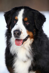 Portrait of a Bernese Mountain Dog sitting in the snow in the winter