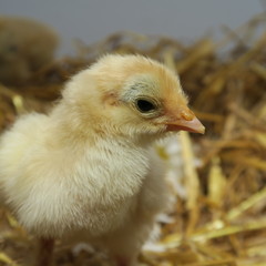 cute chicks