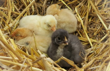 cute chicks