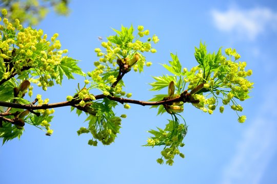Maple tree blooming on blue sky background