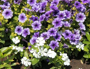 Клумба с лиловыми петуниями и белыми флоксами