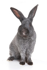 Obraz premium Gray rabbit (isolated on white)