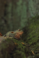 common toad bufo bufo 