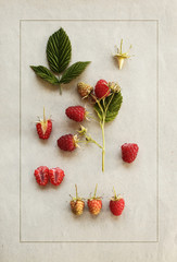 Raspberries on vintage paper. Botanical illustration. Herbarium