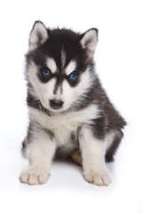 Obraz premium Husky puppy sitting and looking at the camera (isolated on white)